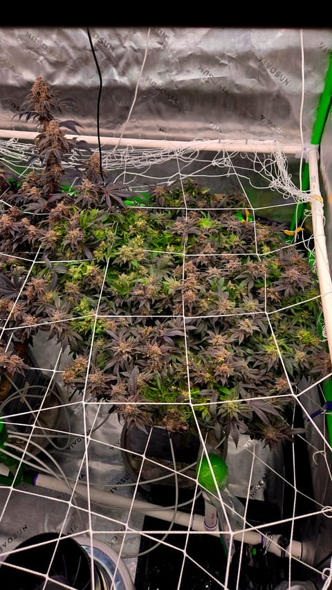 Exotic Genetics — flower, day 130