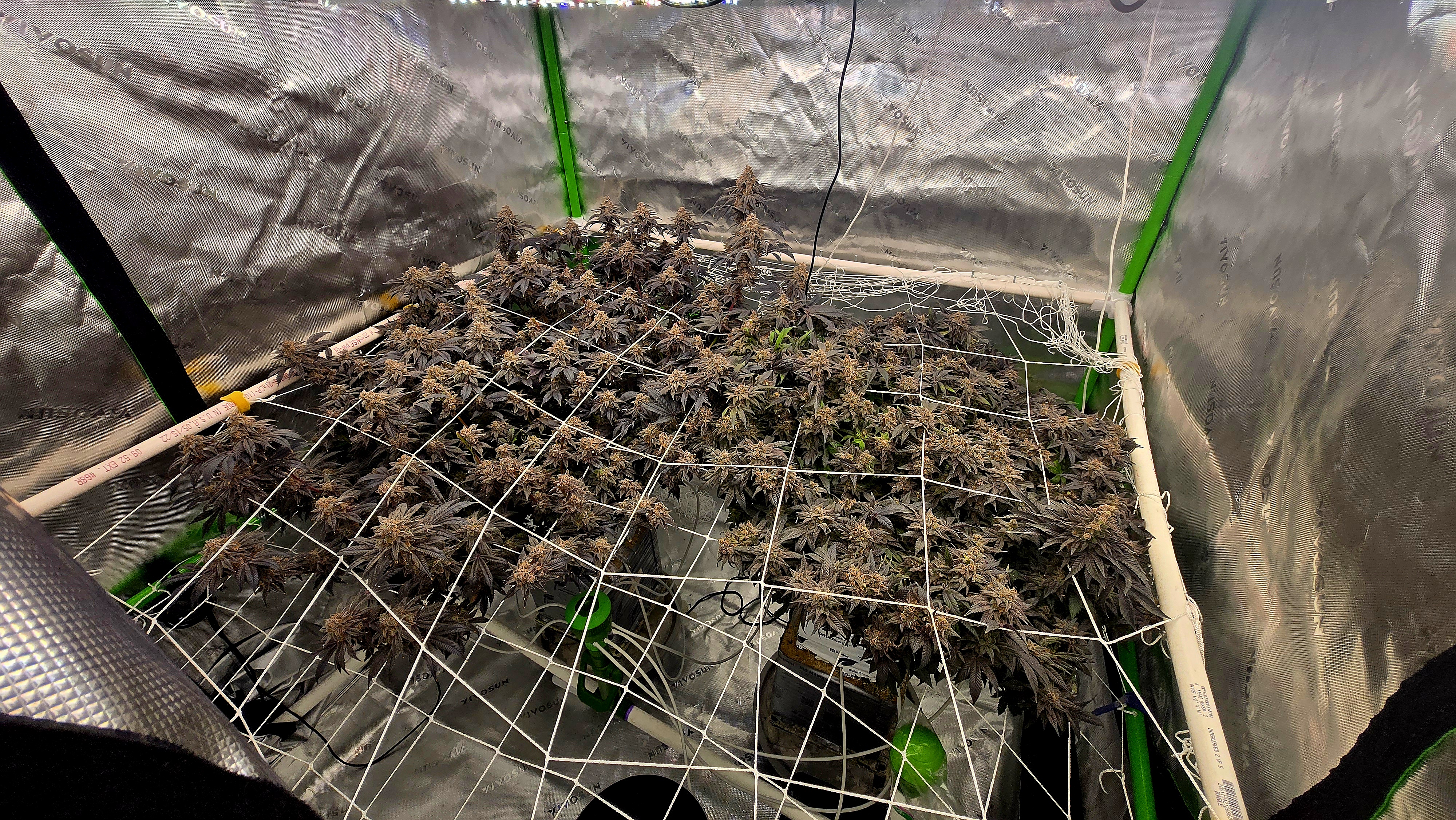 Exotic Genetics — flower, day 130