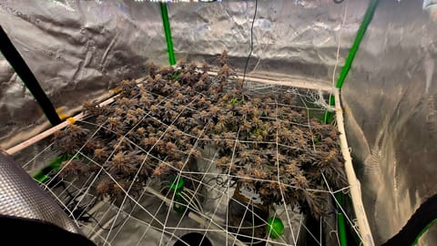 Exotic Genetics — flower, day 130
