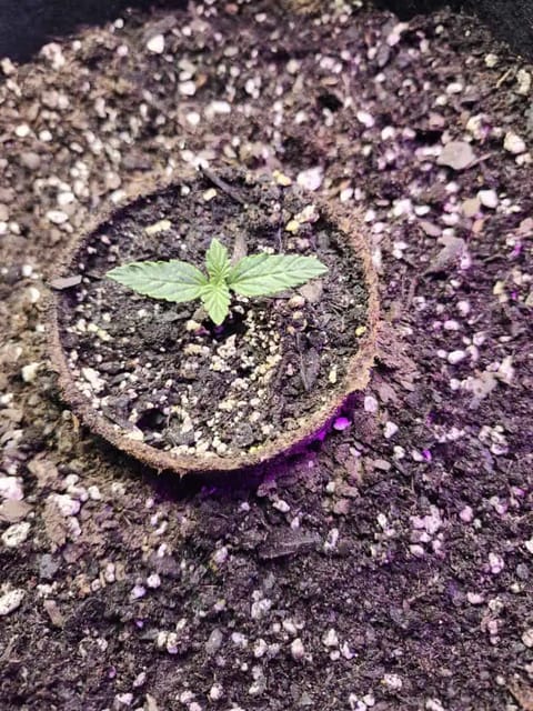 auto exp — none, day 1