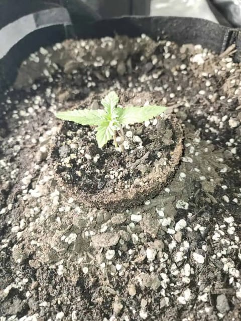 auto exp — none, day 1