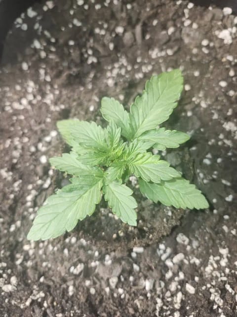 auto exp — vegetative, day 6