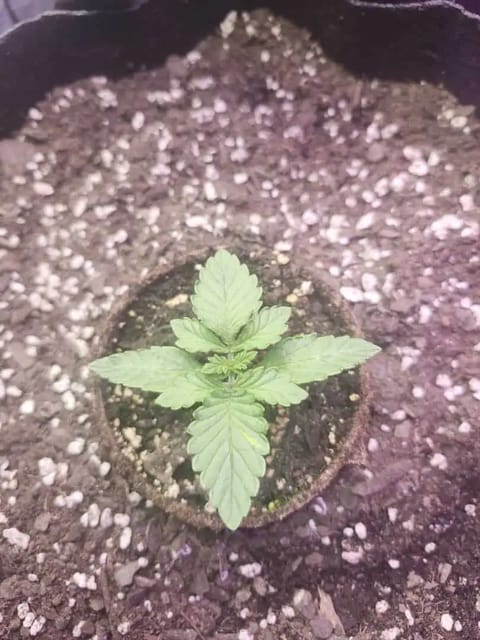 auto exp — vegetative, day 6