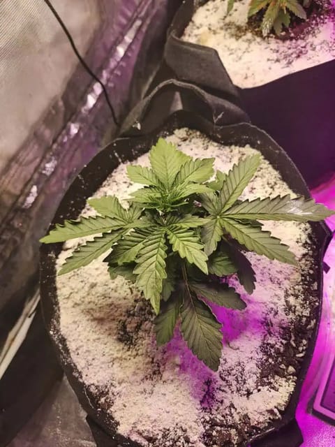 auto exp — vegetative, day 12