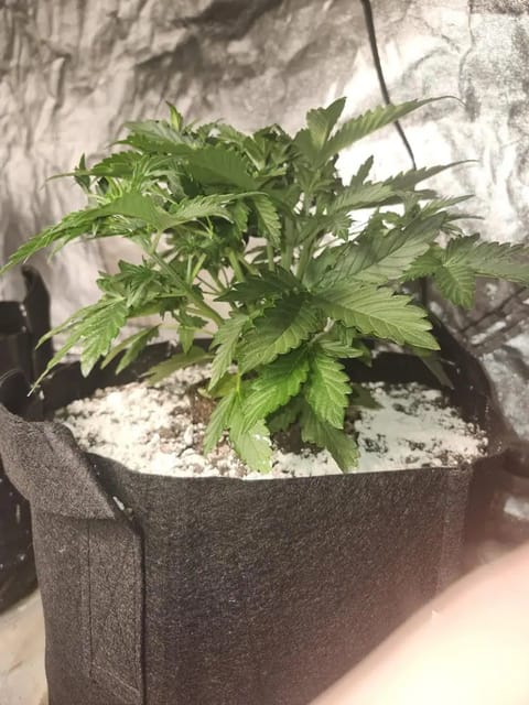 auto exp — vegetative, day 16