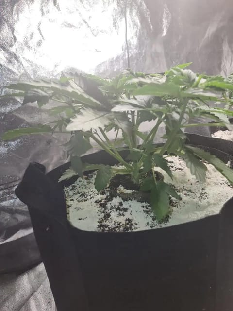 auto exp — vegetative, day 16