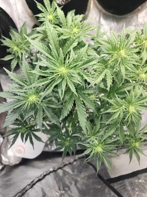 auto exp — flower, day 26