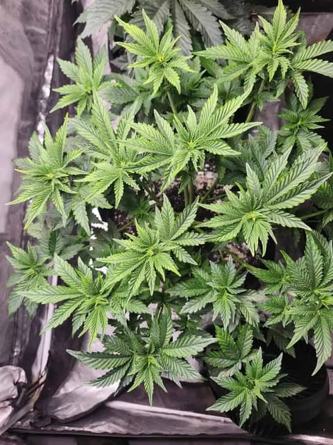 auto exp — flower, day 26