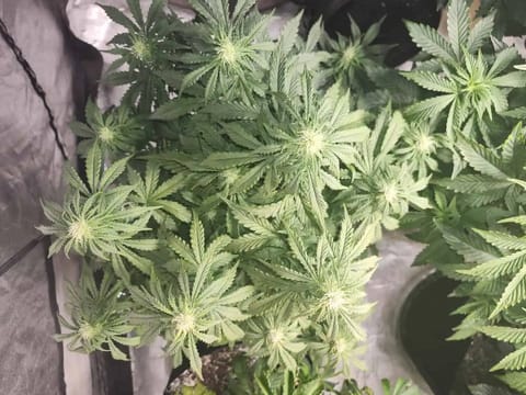 auto exp — flower, day 33