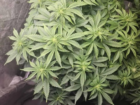 auto exp — flower, day 33