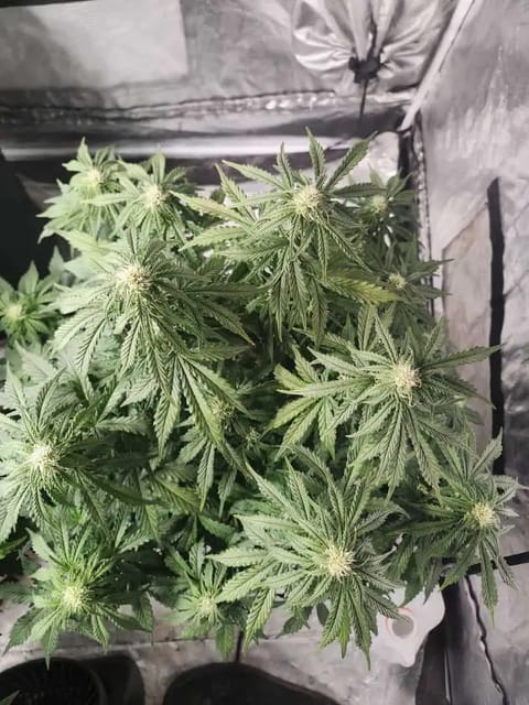auto exp — flower, day 38