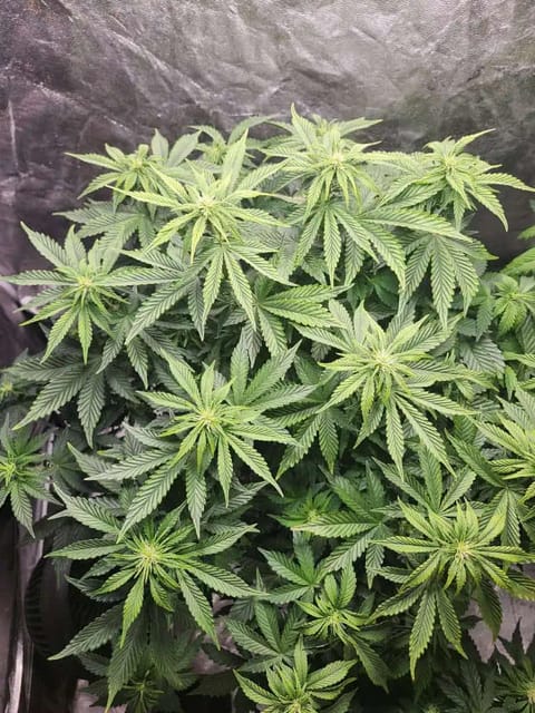 auto exp — flower, day 38