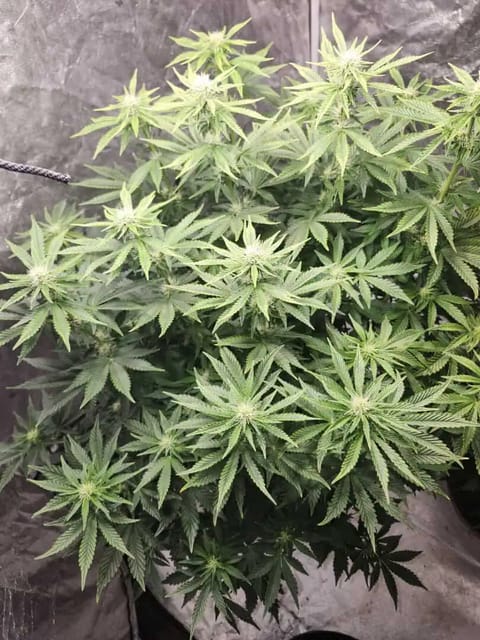 auto exp — flower, day 45