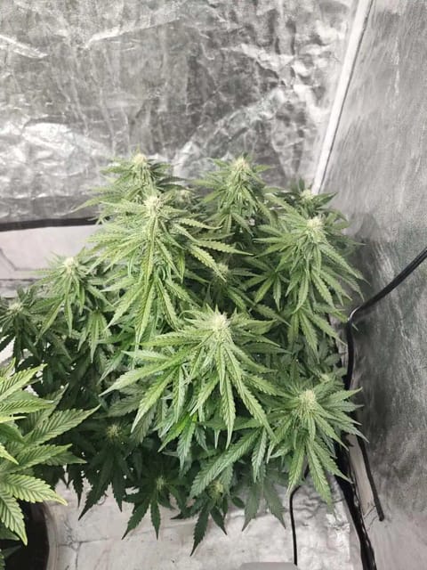 auto exp — flower, day 45