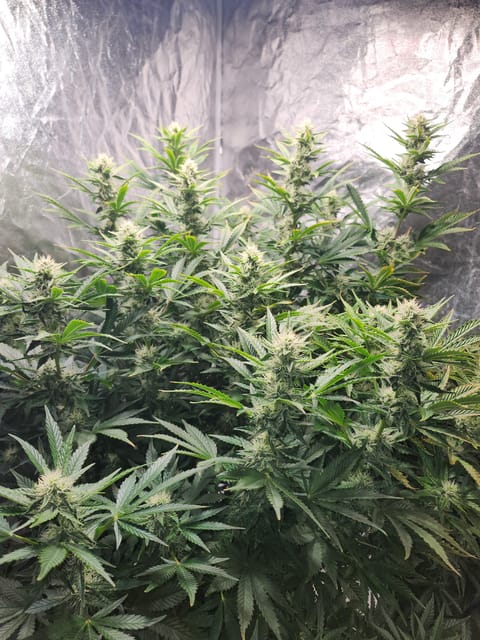 auto exp — flower, day 59