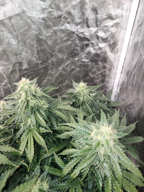 auto exp — flower, day 59