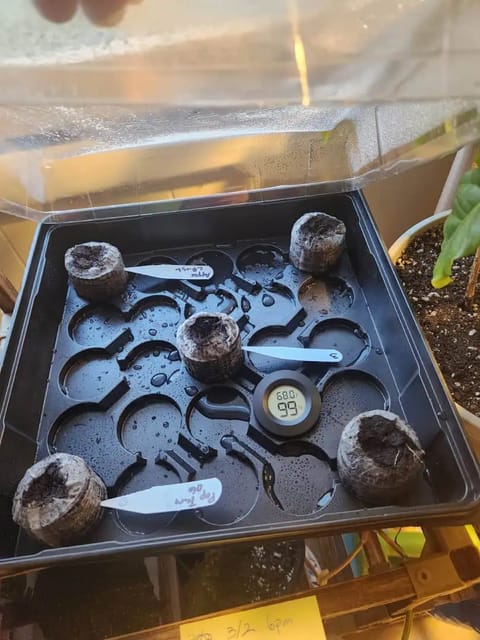 Mephisto Schoolyard Crush Grow-Pop tart OG and Apple Crush — germination, day 1