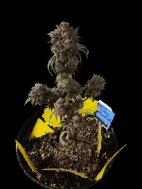 Mephisto Wedding x ManBearAlienPig — flower, day 1