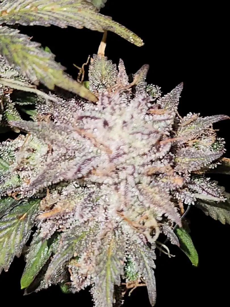 Mephisto Wedding x ManBearAlienPig β flower, day 1