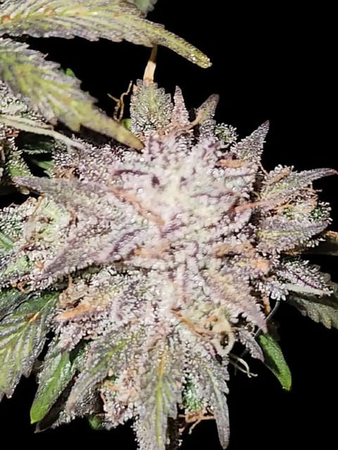 Mephisto Wedding x ManBearAlienPig — flower, day 1