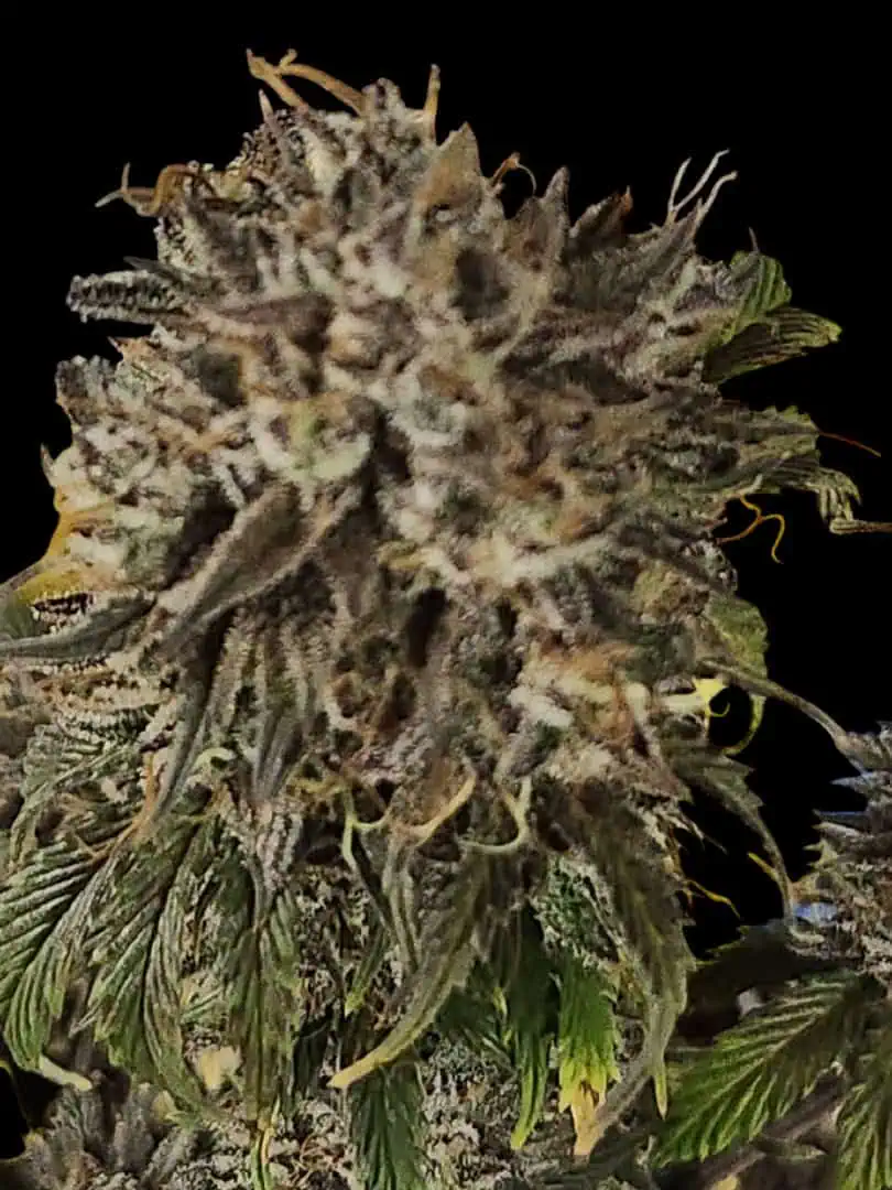 Mephisto Wedding x ManBearAlienPig β flower, day 1