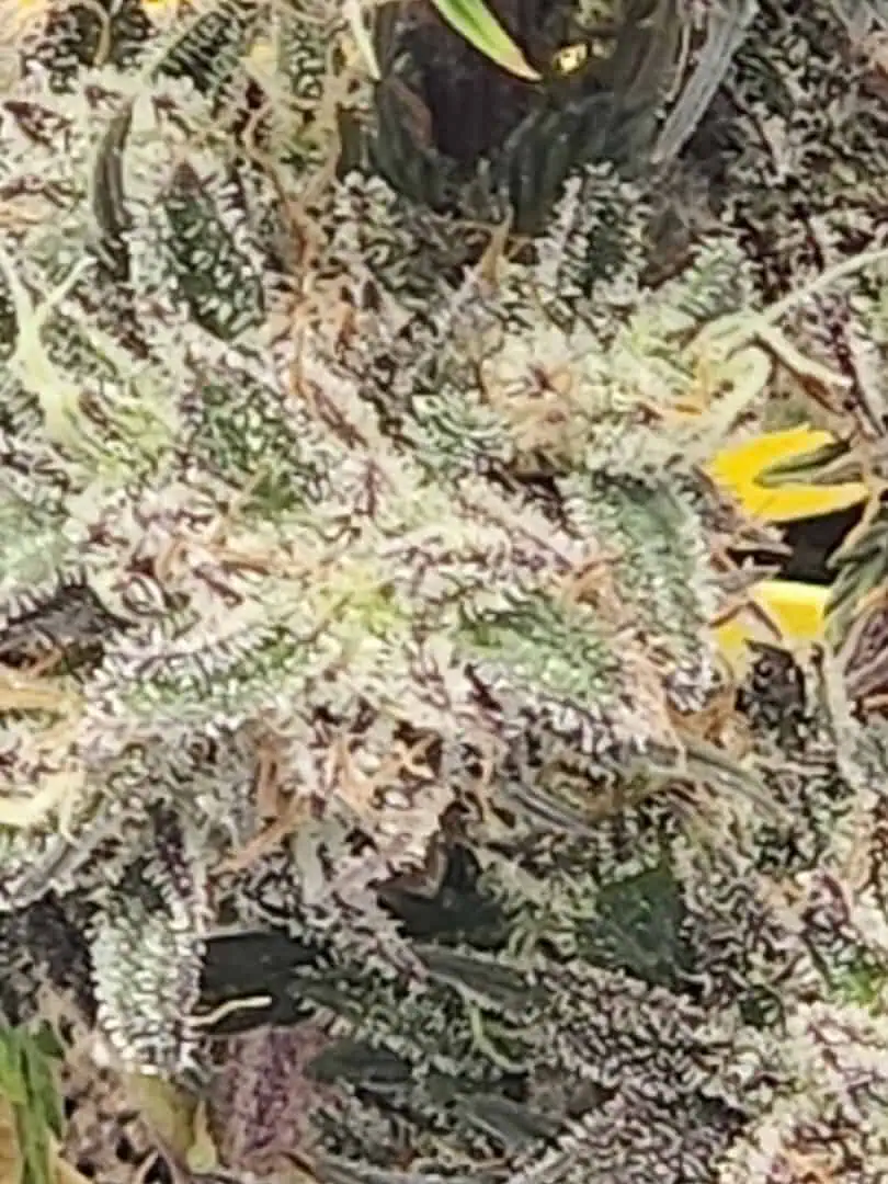 Mephisto Wedding x ManBearAlienPig β flower, day 3