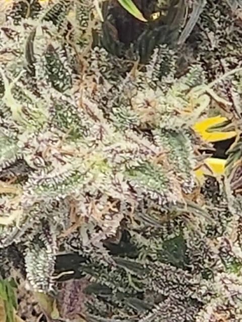 Mephisto Wedding x ManBearAlienPig — flower, day 3