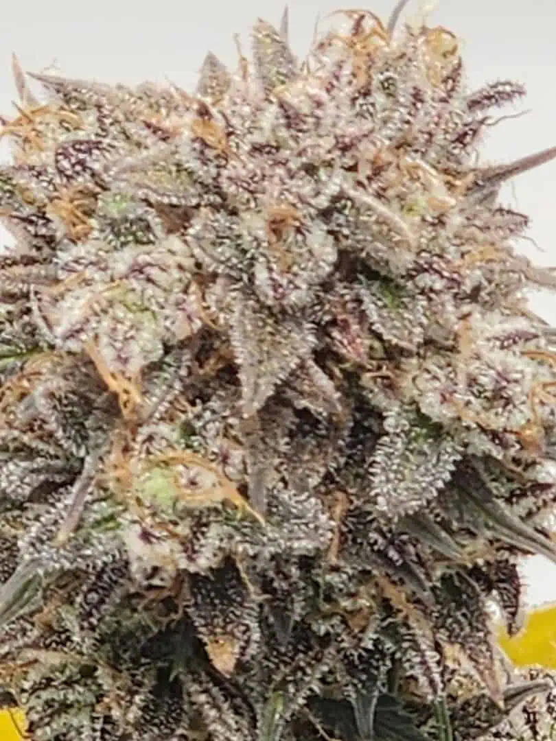 Mephisto Wedding x ManBearAlienPig β flower, day 3