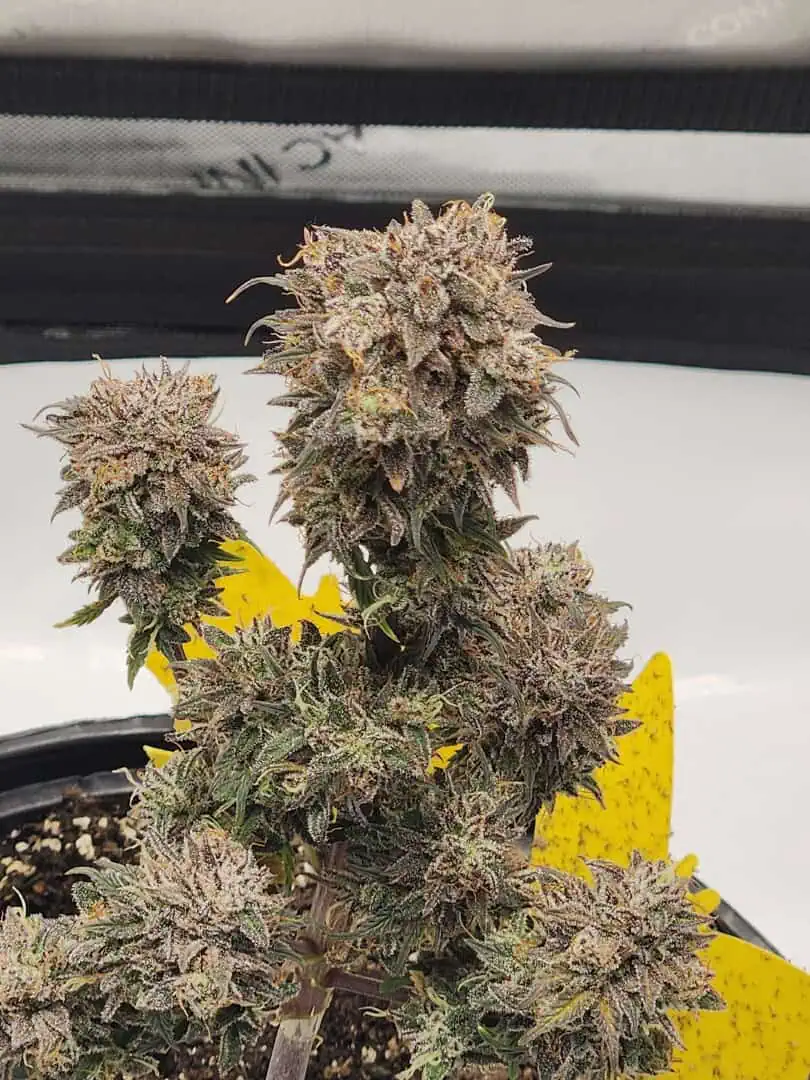 Mephisto Wedding x ManBearAlienPig β flower, day 3