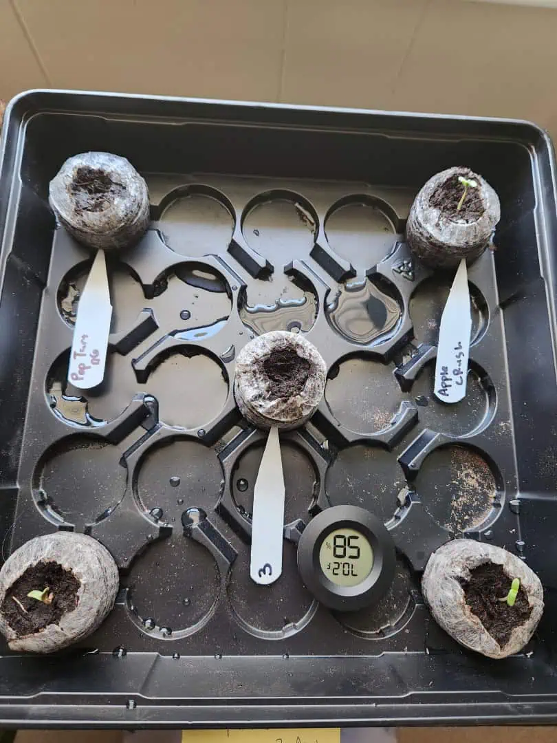 Mephisto Schoolyard Crush Grow-Pop tart OG and Apple Crush — germination, day 5