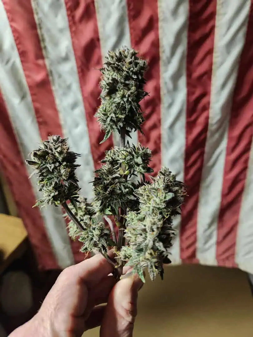 Mephisto Wedding x ManBearAlienPig β flower, day 4