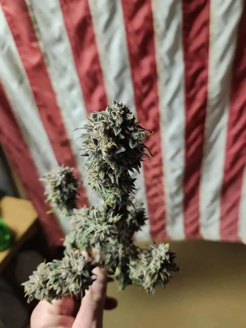 Mephisto Wedding x ManBearAlienPig β flower, day 4