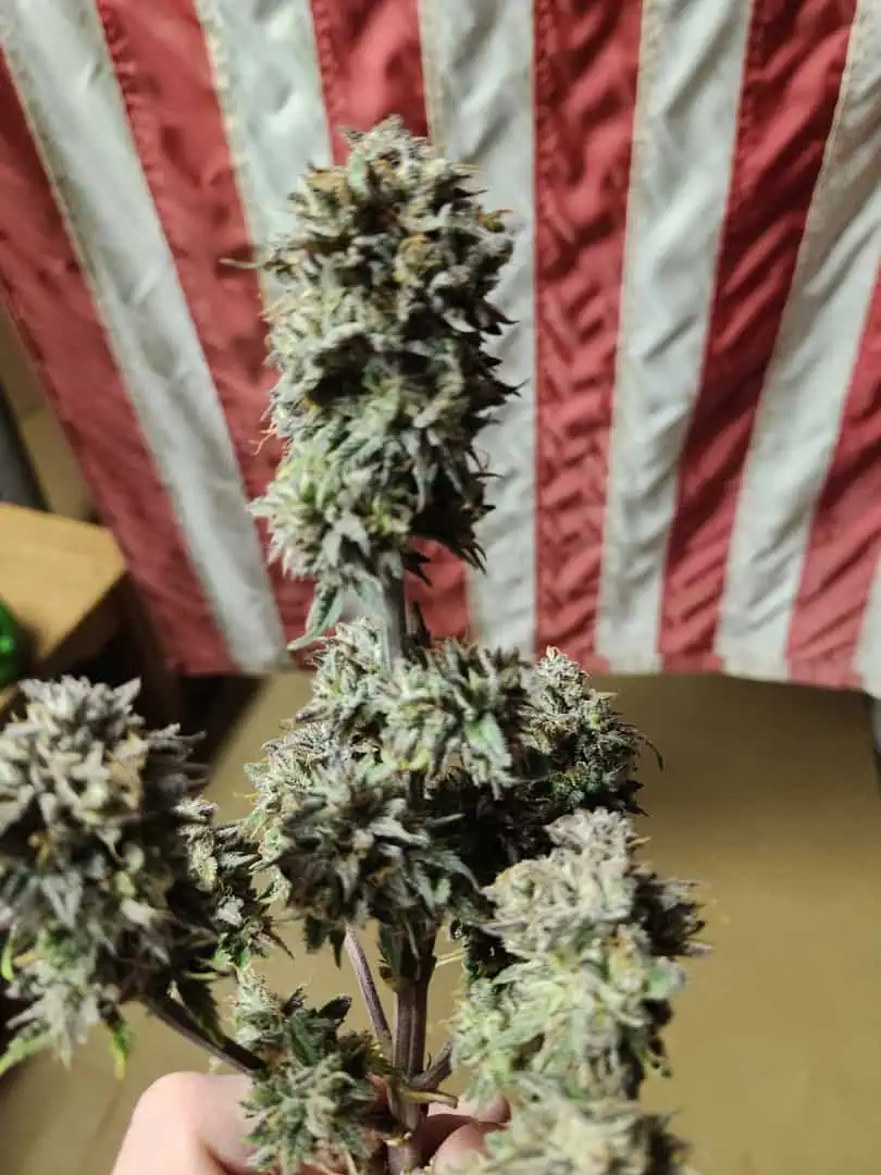 Mephisto Wedding x ManBearAlienPig β flower, day 4