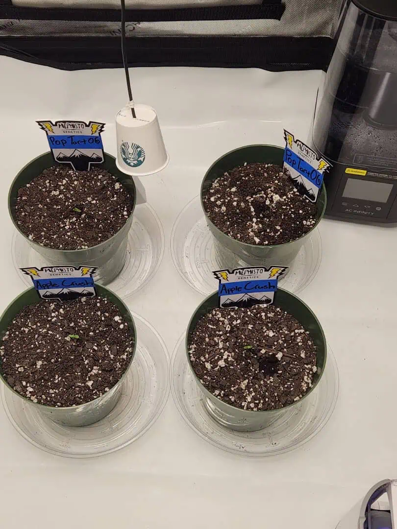 Mephisto Schoolyard Crush Grow-Pop tart OG and Apple Crush — germination, day 5