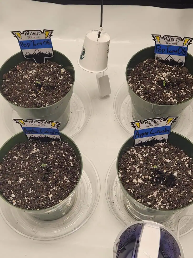 Mephisto Schoolyard Crush Grow-Pop tart OG and Apple Crush — seedling_rooting, day 6