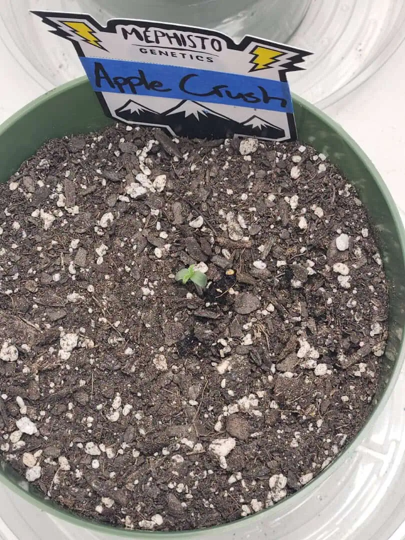 Mephisto Schoolyard Crush Grow-Pop tart OG and Apple Crush — seedling_rooting, day 6