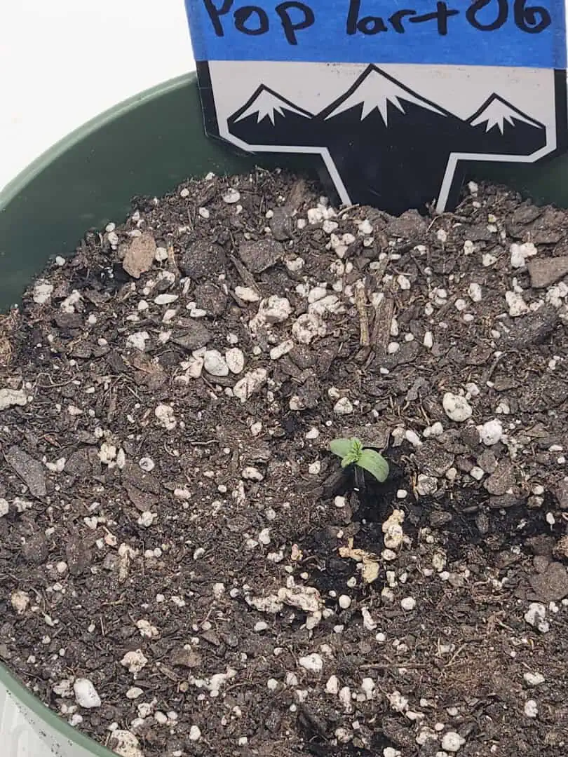 Mephisto Schoolyard Crush Grow-Pop tart OG and Apple Crush — seedling_rooting, day 6