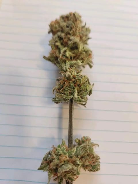 Mephisto Nueralyzer Nuggs