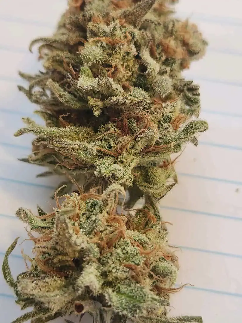 Mephisto Nueralyzer Nuggs — done, day 1