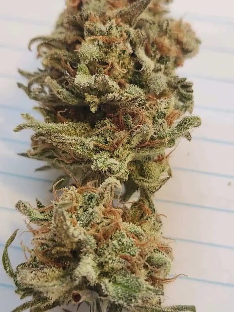 Mephisto Nueralyzer Nuggs — done, day 1