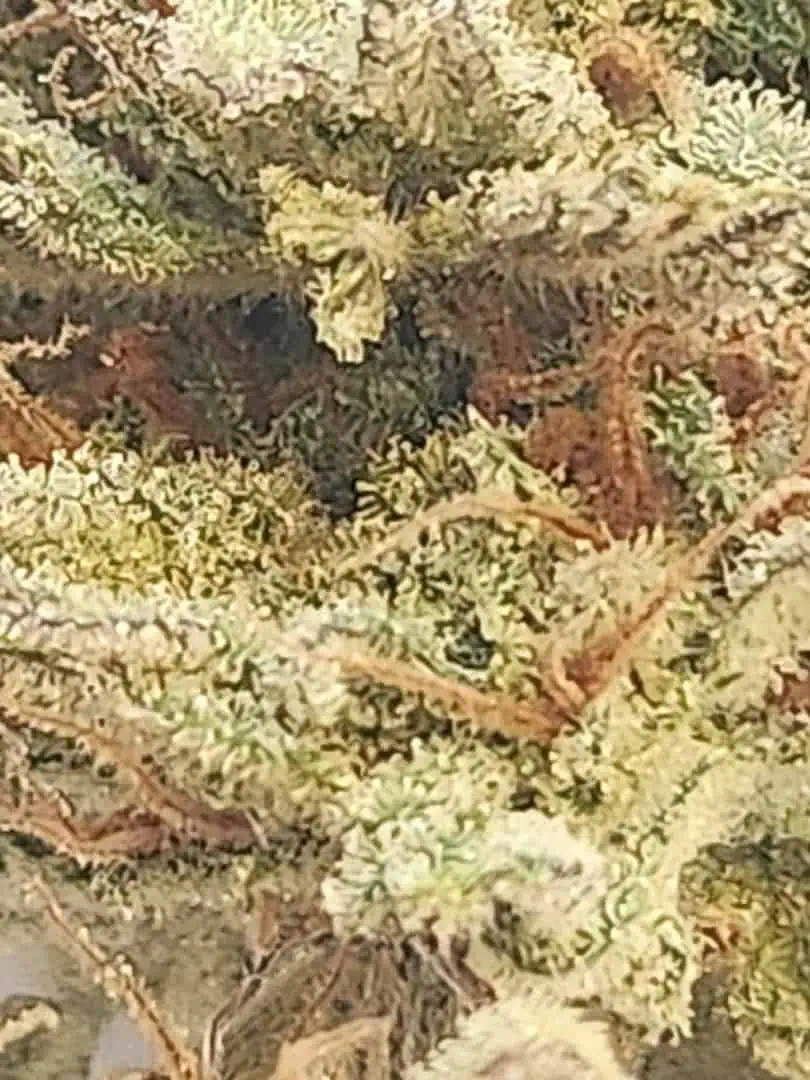 Mephisto Nueralyzer Nuggs — done, day 1