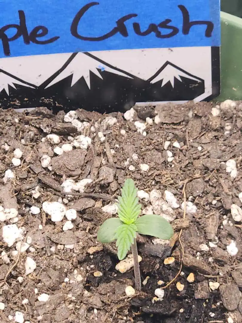 Mephisto Schoolyard Crush Grow-Pop tart OG and Apple Crush — seedling_rooting, day 9