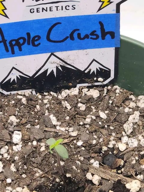 Mephisto Schoolyard Crush Grow-Pop tart OG and Apple Crush — seedling_rooting, day 9