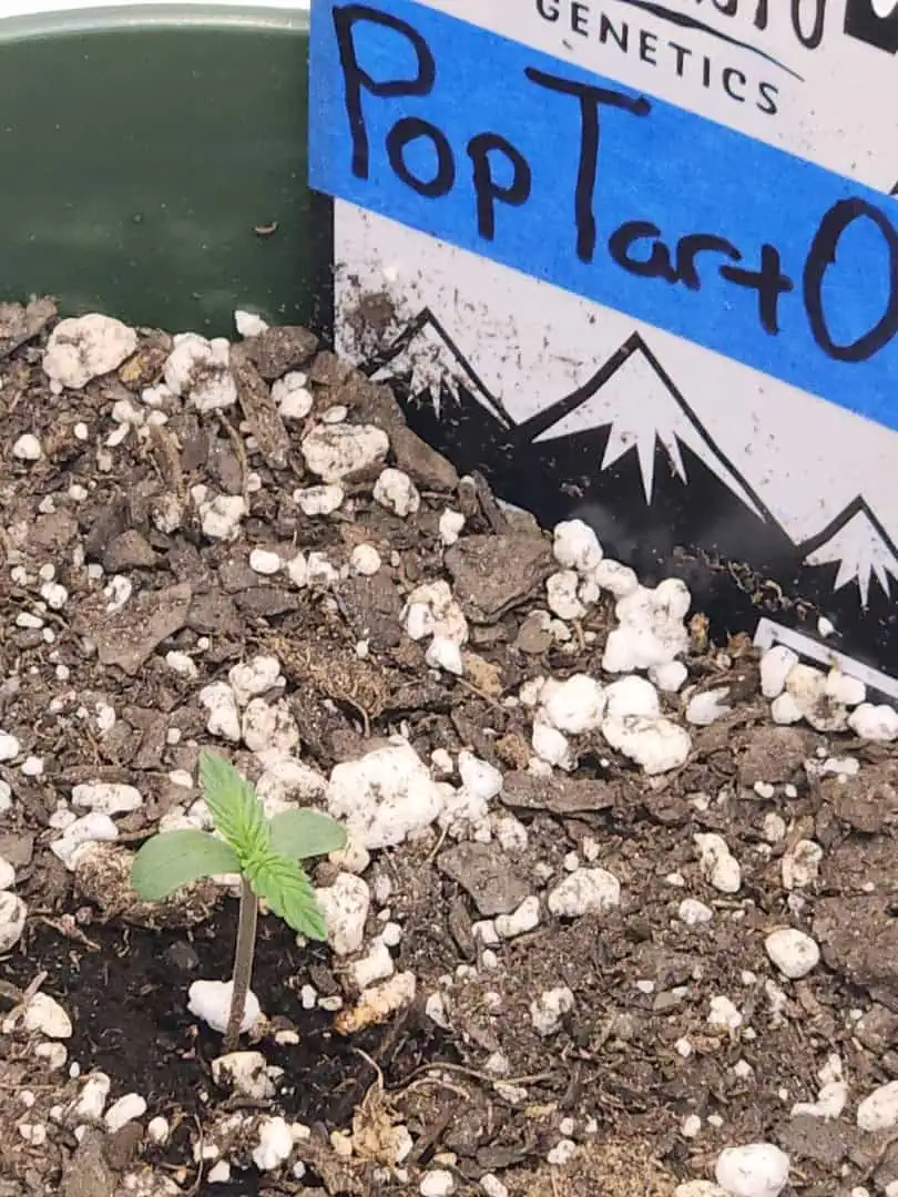 Mephisto Schoolyard Crush Grow-Pop tart OG and Apple Crush — seedling_rooting, day 9