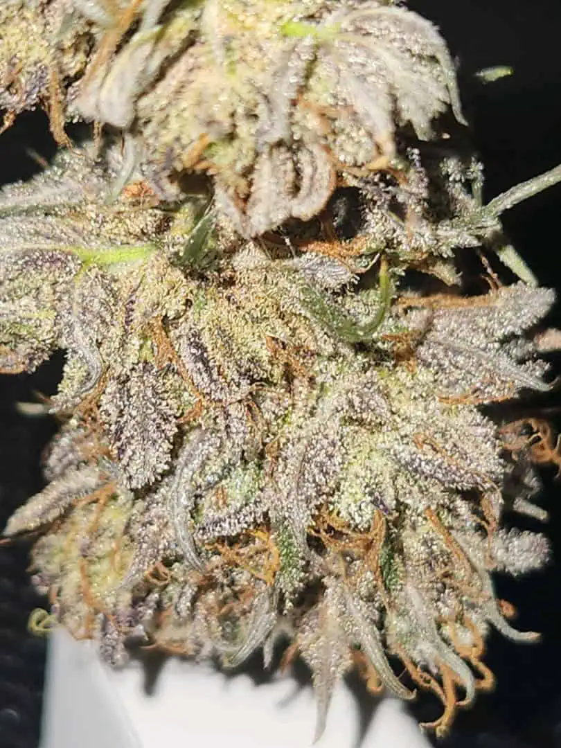 Mephisto Wedding x ManBearAlienPig β harvest, day 8