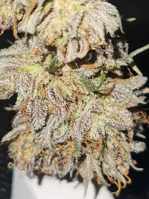 Mephisto Wedding x ManBearAlienPig — harvest, day 8