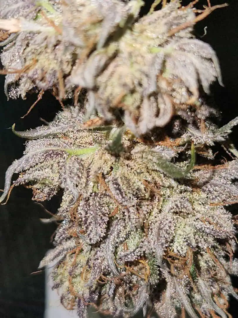 Mephisto Wedding x ManBearAlienPig β harvest, day 8