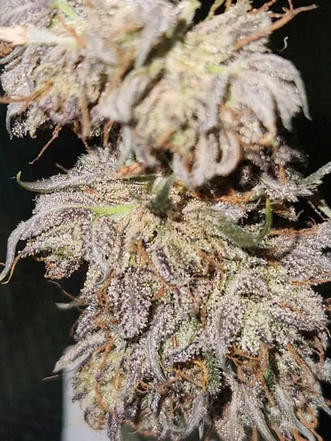 Mephisto Wedding x ManBearAlienPig — harvest, day 8