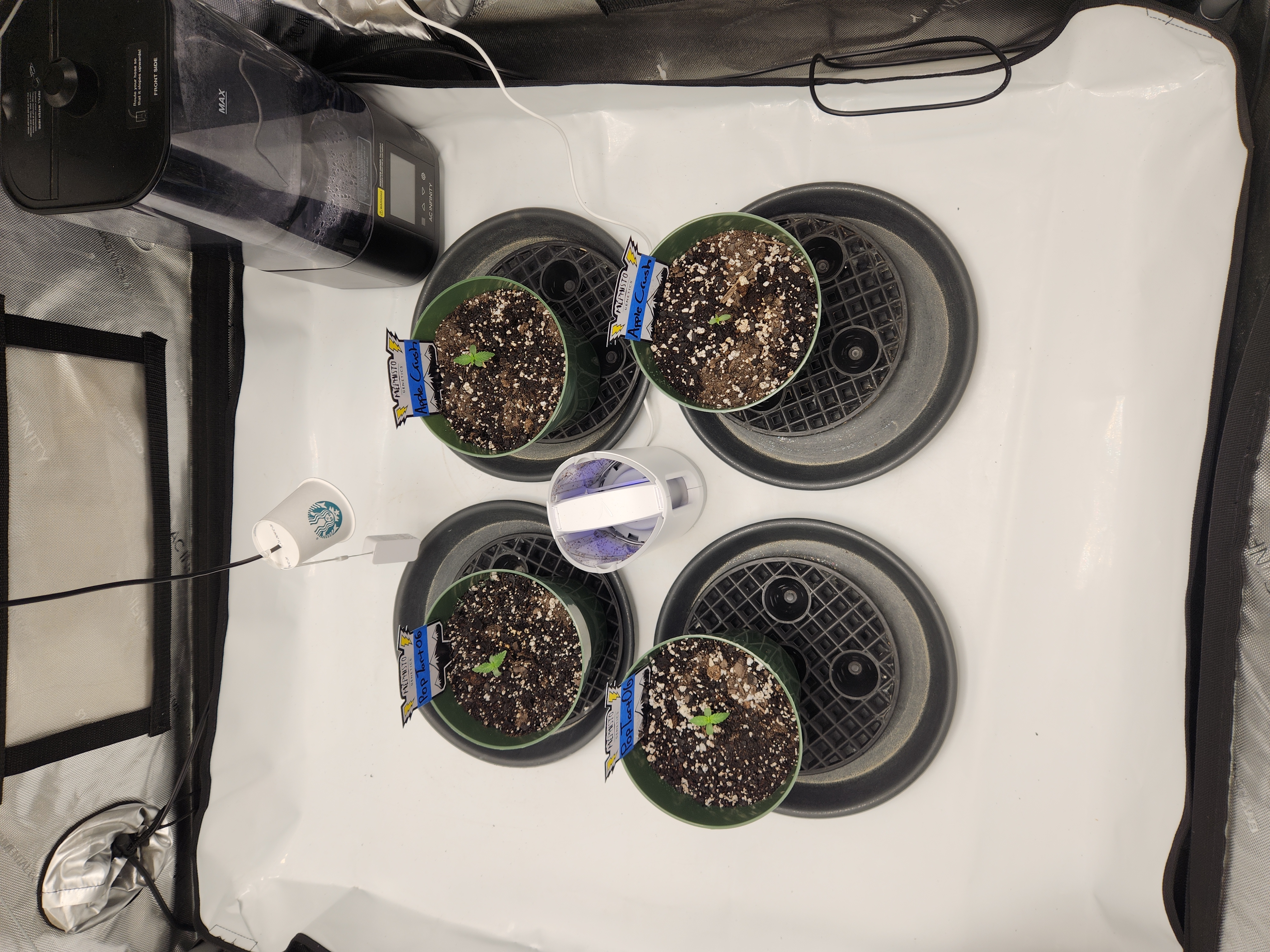 Mephisto Schoolyard Crush Grow-Pop tart OG and Apple Crush — seedling_rooting, day 12