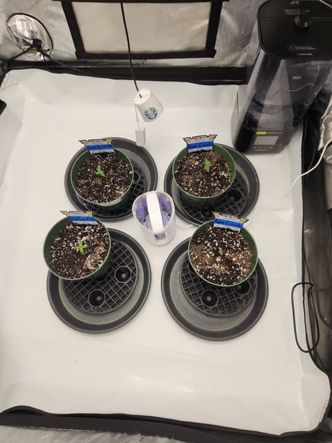 Mephisto Schoolyard Crush Grow-Pop tart OG and Apple Crush — seedling_rooting, day 12